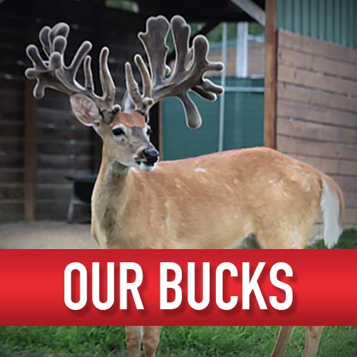 Backwoods Whitetails