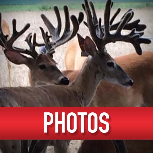 Backwoods Whitetails