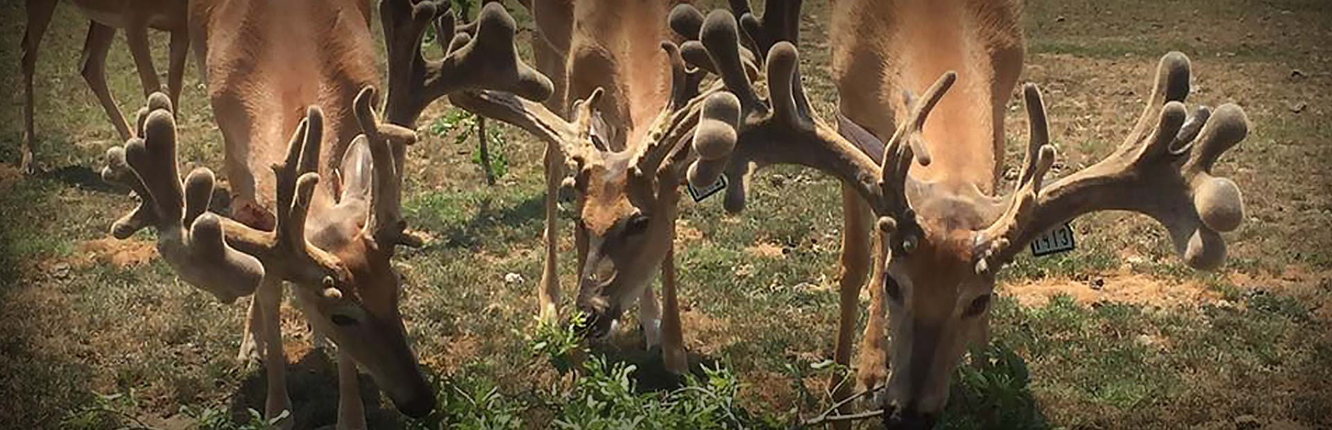 Trophy Bucks of Backwoods Whitetails