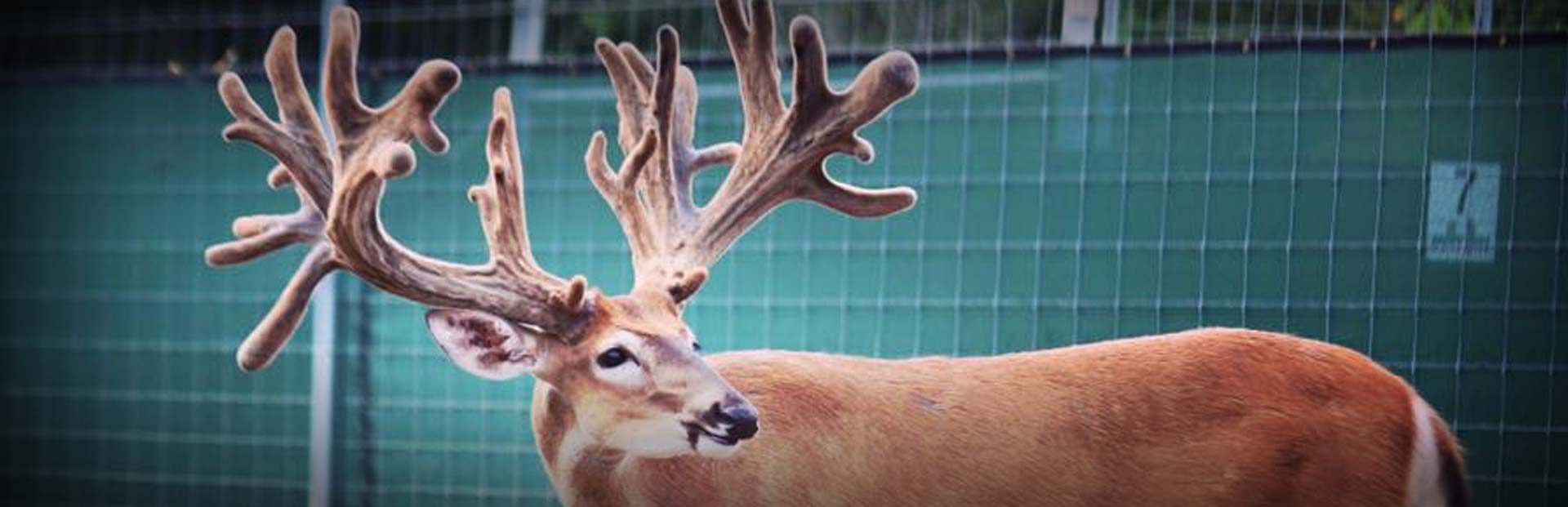 Contact Backwoods Whitetails