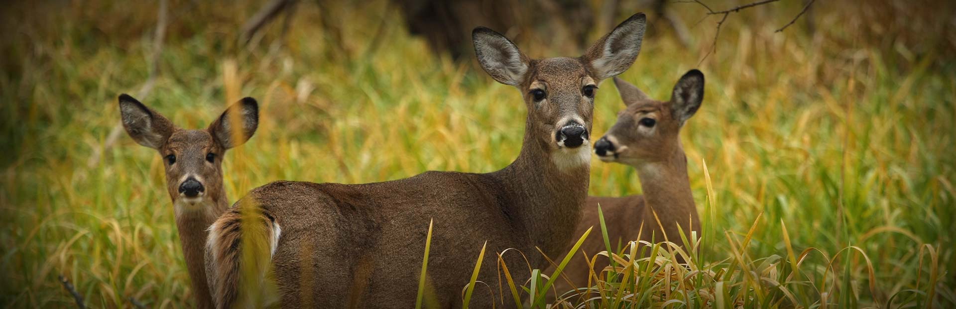 Does of Backwoods Whitetails