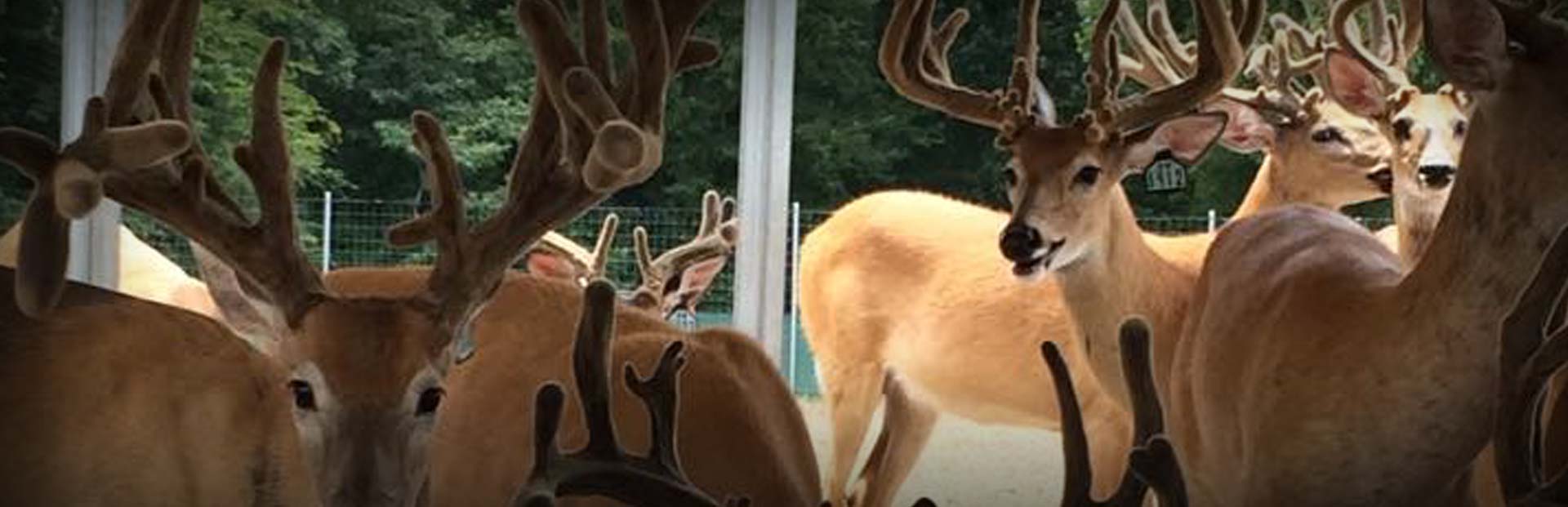 Backwoods Whitetails - Photo Gallery