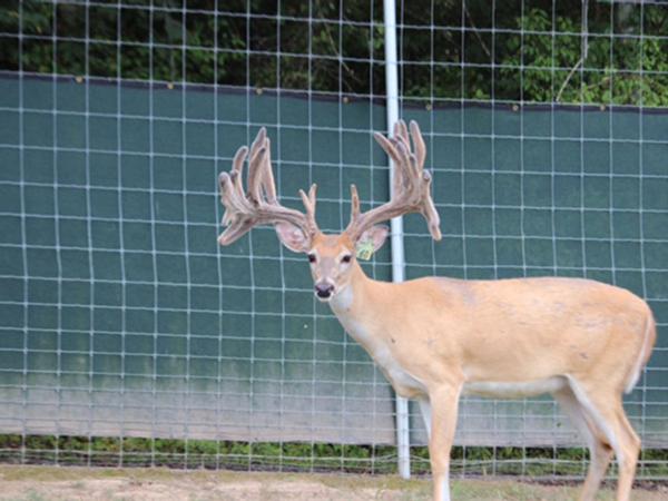 Our Breeder Bucks