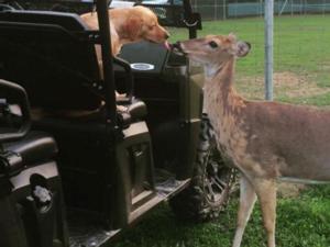 Backwoods Whitetails Photos
