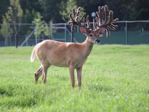 Our Bucks